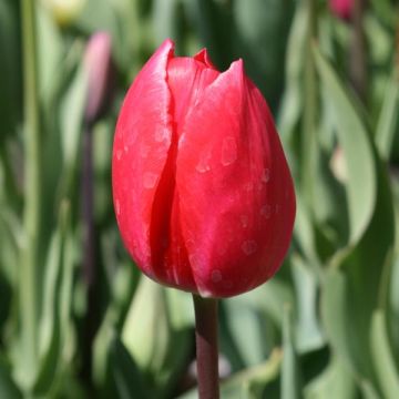 Tulipán Triunfo Bastogne