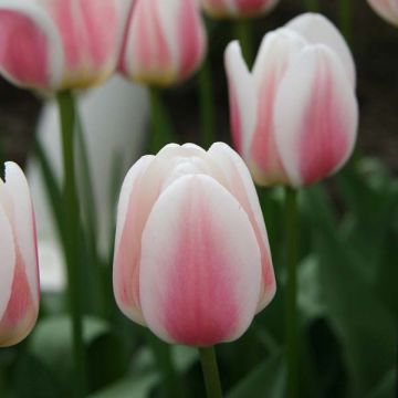 Tulipán Triunfo Beau Monde