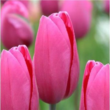 Tulipán Triunfo Pink Proud