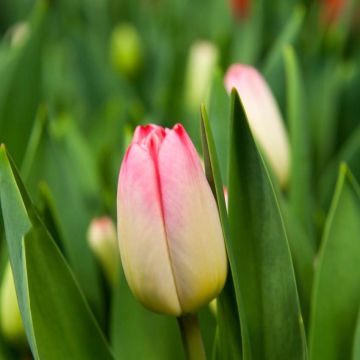 Tulipán Triunfo Supermodel