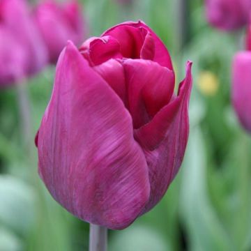 Tulipán Triunfo Purple Lady