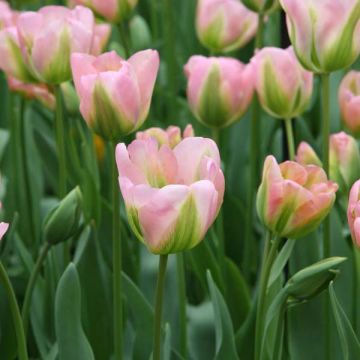 Tulipán Viridiflora Groenland