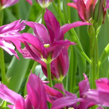 Tulipán Viridiflora Purple Doll