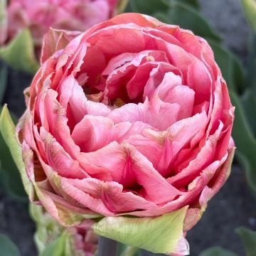 Tulipán doble de flor temprana Quinty Trustfull