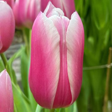Tulipán Triunfo Kadima