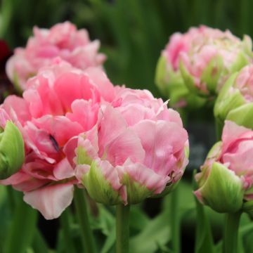Tulipán doble de flor tardía Double Arosa