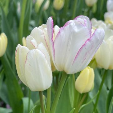 Tulipán multiflor Emilie