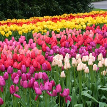 Tulipán híbrido Darwin Mix