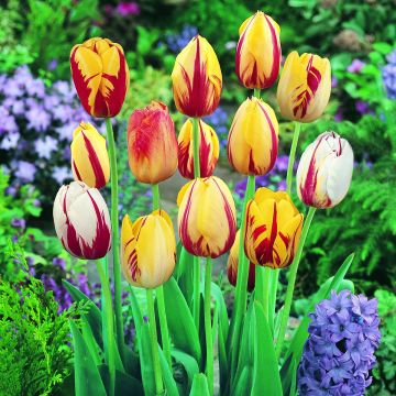Tulipán Rembrandt Rembrandt Mix