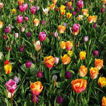 Tulipán simple de flor temprana Mix
