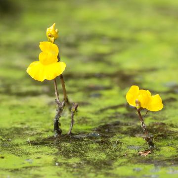 Utricularia vulgaris - Col de vejigas