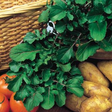 Arúgula de jardin - Eruca sativa