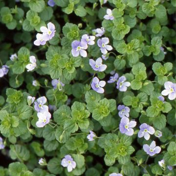 Veronica filiformis