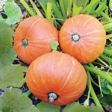 Calabaza Amazonka