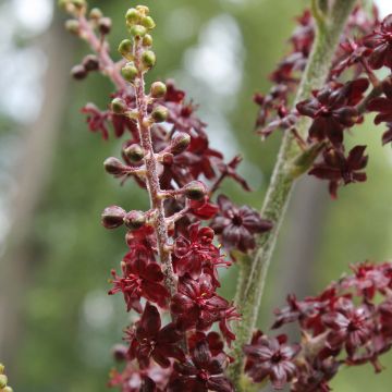 Veratrum nigrum