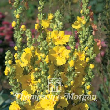 Verbascum Banana Custard