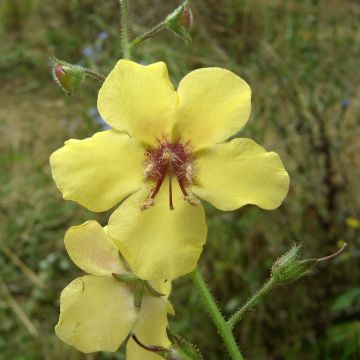 Verbascum Gainsborough