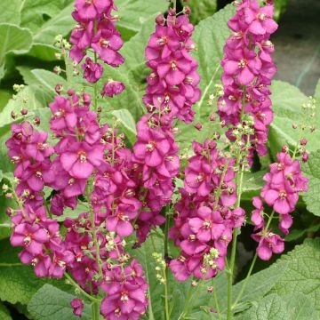 Verbascum Royalty