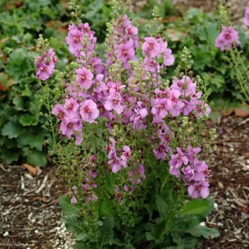Verbascum Sugar Plum