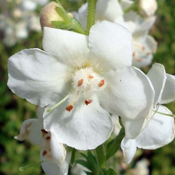 Verbascum chaixii White Domino