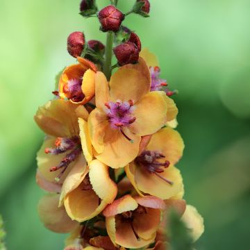 Verbascum Clementine