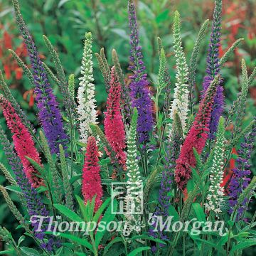 Veronica Mixed colours