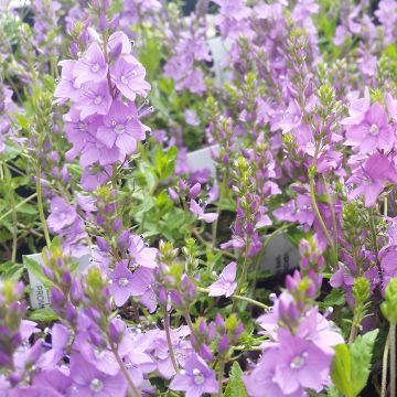 Veronica prostrata Mrs Holt - Verónica postrada
