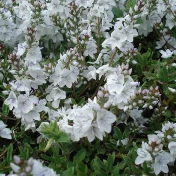 Veronica prostrata Alba - Verónica postrada