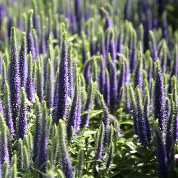 Veronica spicata Blue Candles - Verónica espigada
