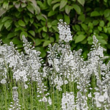 Veronica  gentianoides Tissington White