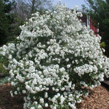 Viburnum Pragense - Viburno