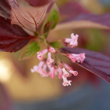 Viburnum Sweet Talker - Viburno