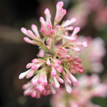 Viburnum bodnantense Charles Lamont - Viburno