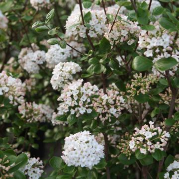 Viburnum burkwoodii Ann Russell - Viburno
