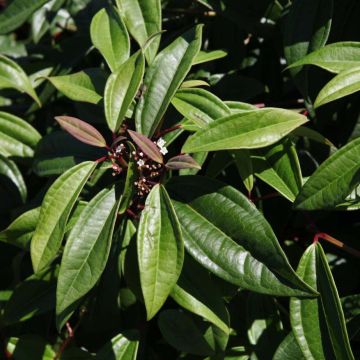 Viburnum davidii Angustifolium - Viburno chino