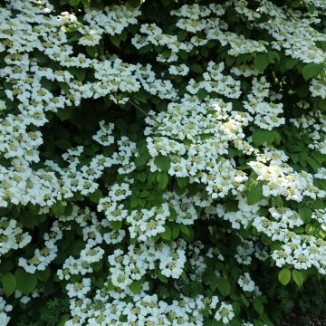 Viburnum plicatum Cascade - Viburno de China