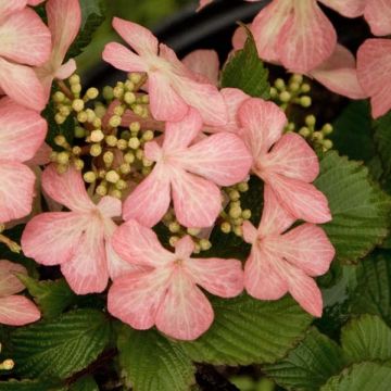 Viburnum plicatum Pink Beauty - Viburno de China