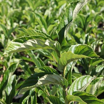 Viburnum sieboldii Seneca - Viburno