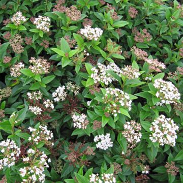 Viburnum tinus Eve Price - Durillo