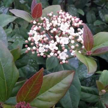Viburnum tinus Purpureum - Durillo