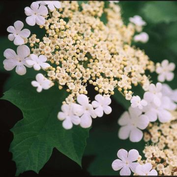 Viburnum trilobum Wentworth - Viburno