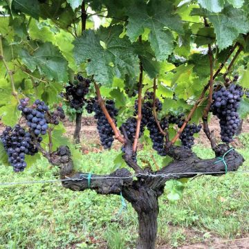 Vid Merlot