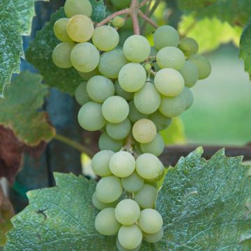 Vid Aperina bianca
