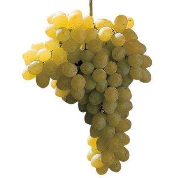 Vid Sultanina Bianca (Thomson seedless)