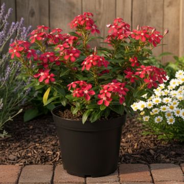 Catharanthus roseus Soiree Cerise White Eye - Vinca Catharanthus roseus Soiree Cerise White Eye - Vinca