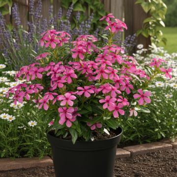 Catharanthus roseus Soiree Hot Pink - Vinca