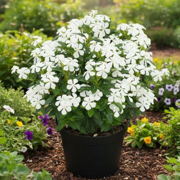 Catharanthus roseus Soiree White - Vinca