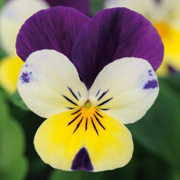 Viola cornuta Lemon Jump-Up - Violeta