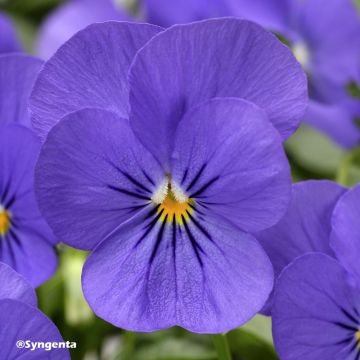 Viola cornuta F1 Penny Blue - Violeta