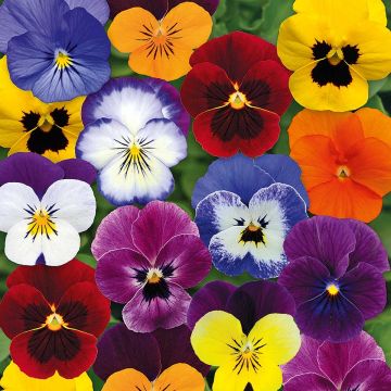 Viola cornuta F1 Sorbet XP Autumn Select - Violeta